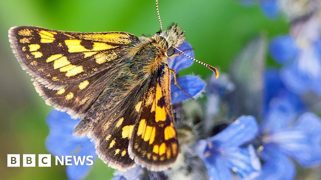 extinct-butterfly-to-be-reintroduced-in-england-bbc-news