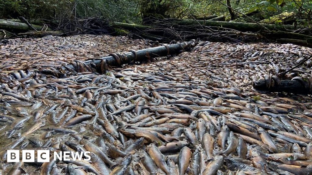 Tens of thousands of salmon found dead after Canada drought