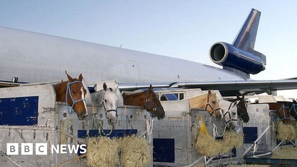 Het vliegtuig werd gedwongen terug te keren naar het vliegveld nadat het paard uit de bench was ontsnapt