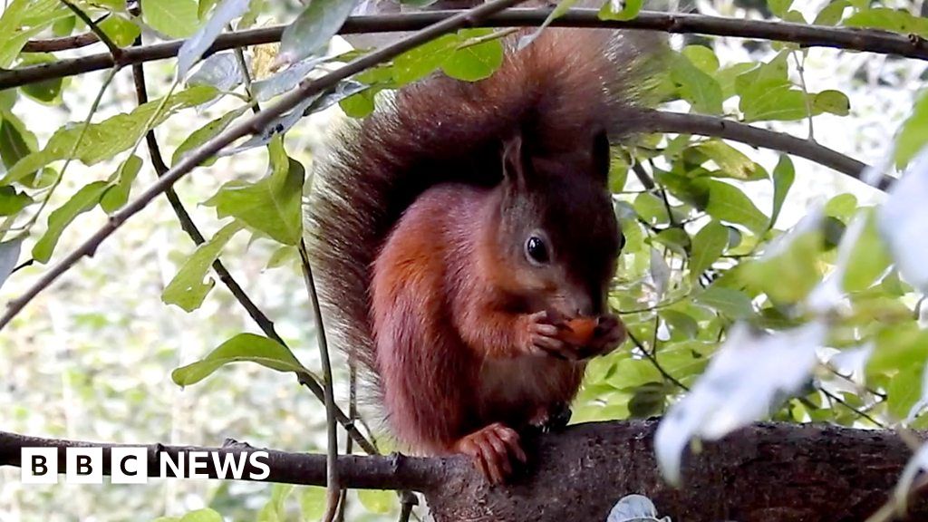 Coronavirus: Red squirrel project aims to map habitat