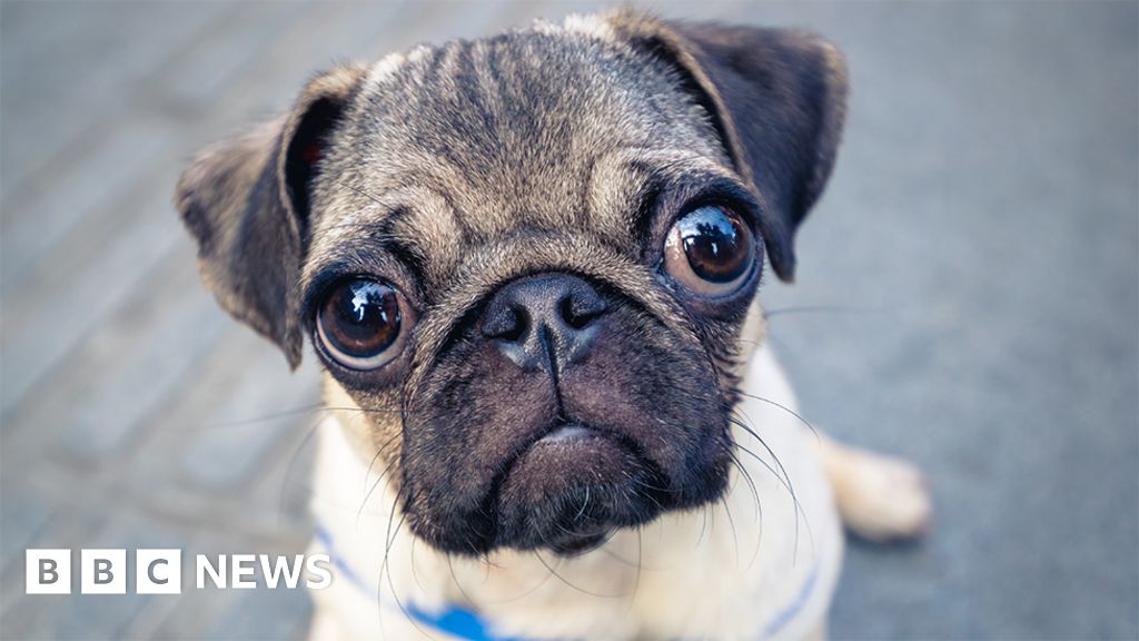 Pug health so poor it 'can't be considered a typical dog' - study - BBC News