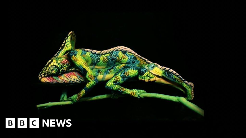 Is this a chameleon? - BBC News