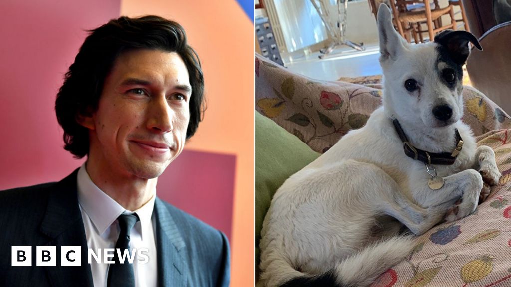 Director Leos Carax's lost dog found after Adam Driver's appeal BBC News