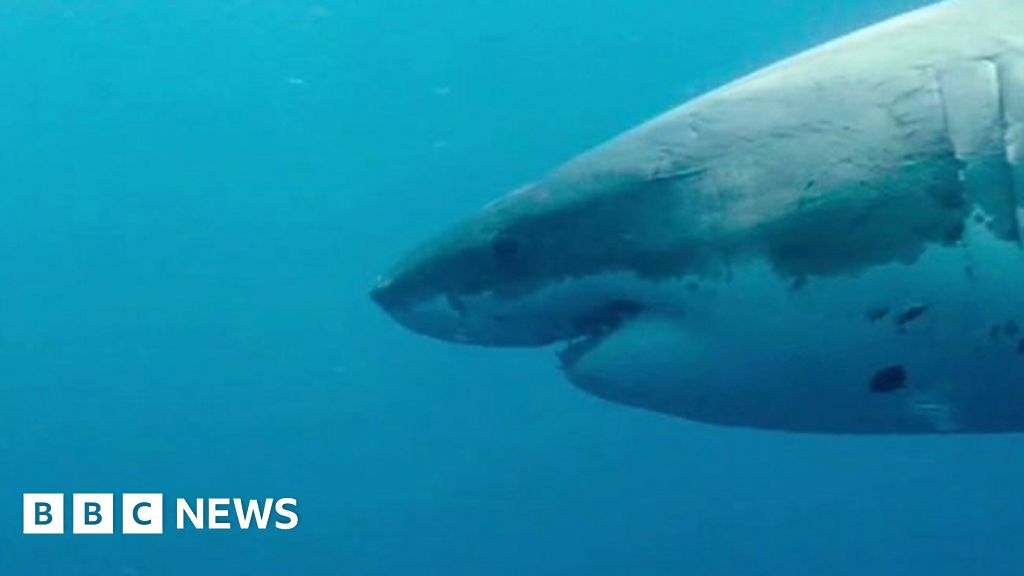 Shark Spotting Drones Help Keep Swimmers Safe Bbc News