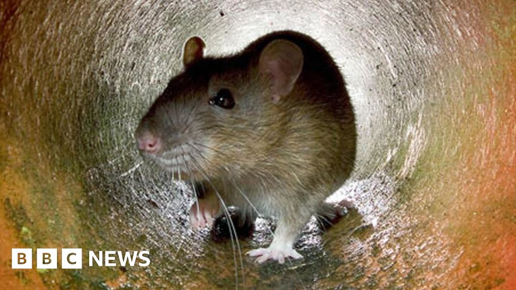 Liverpool's rats should be shot in the streets, a city councillor says