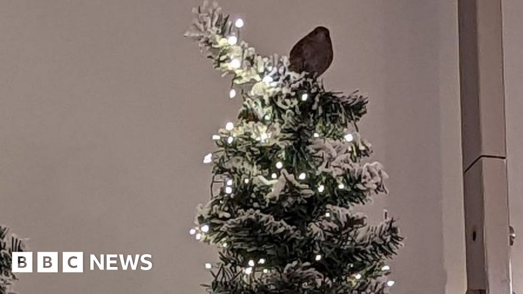 RSPCA從紐卡斯爾商店的聖誕展示中救出鳥兒