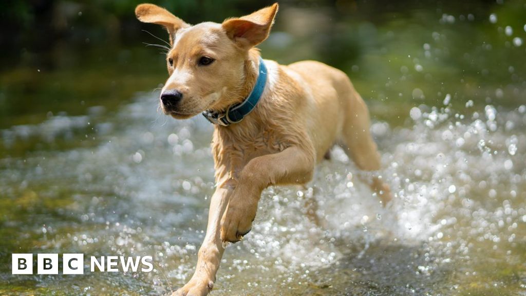 Generic image of dog in river