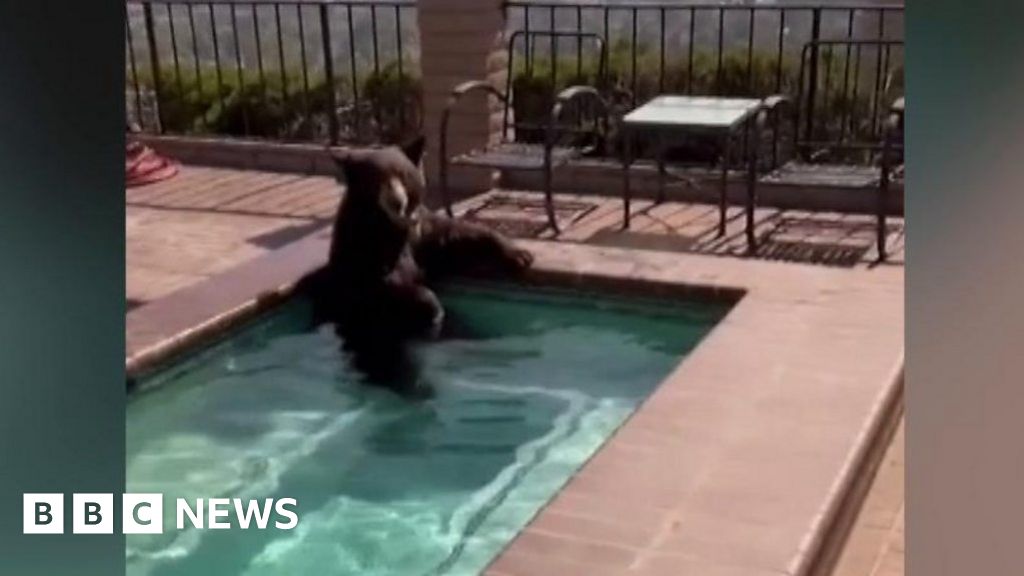 Black bear cools off in California swimming pool