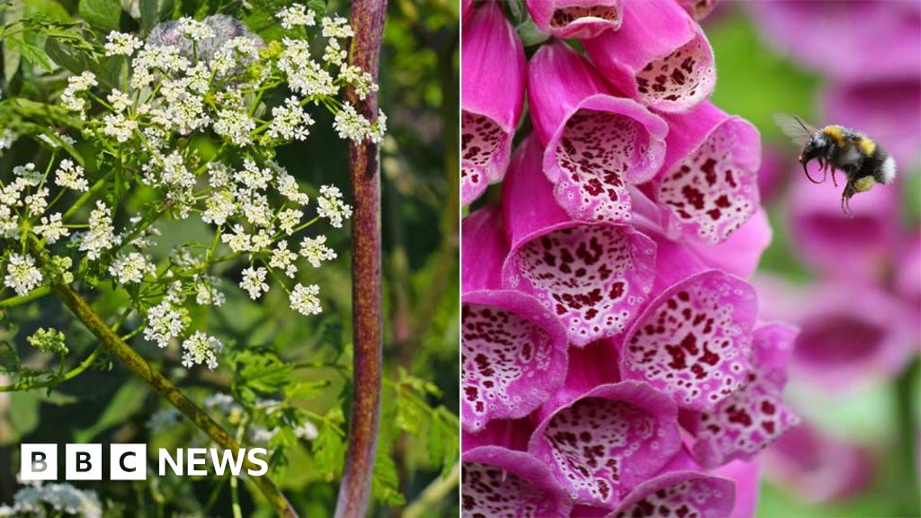 Deadly Plants On Display At Harrogate Flower Show Bbc News