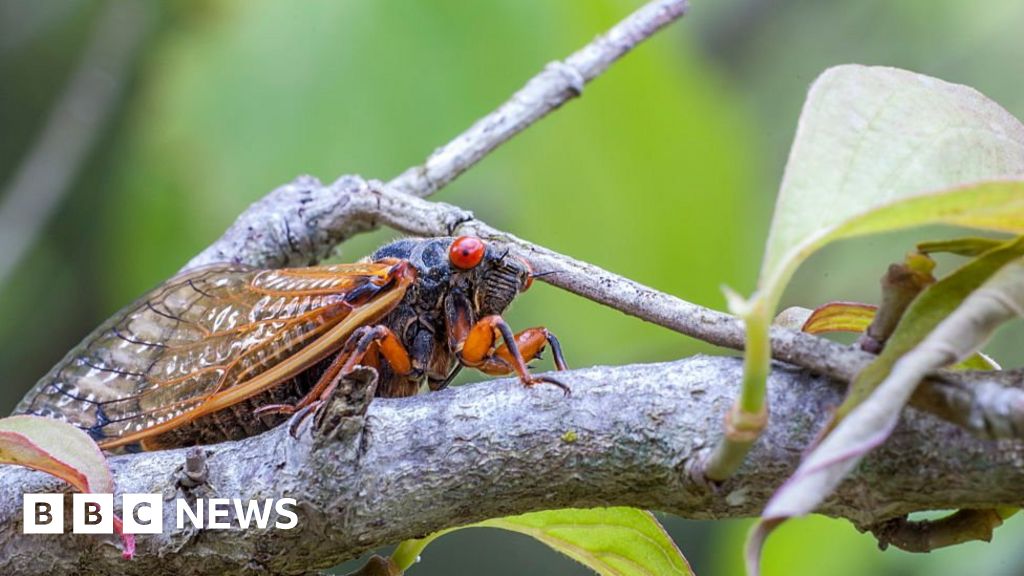 Millions of periodical cicadas to emerge in parts of US