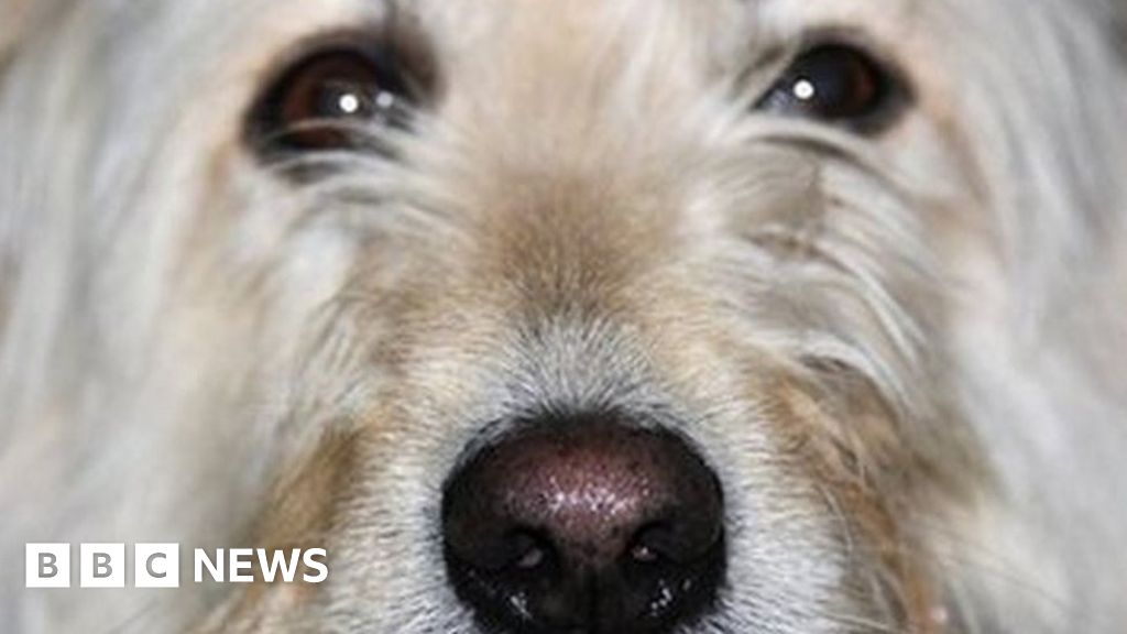 Outdated microchip details leave thousands of dogs unclaimed BBC News