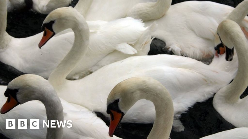 Windsor swans culled as England bird flu outbreak spreads - BBC News