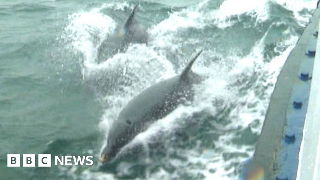 Strangford lough dolphins track ferry ‘like clockwork’ – NewsEverything Northern Ireland