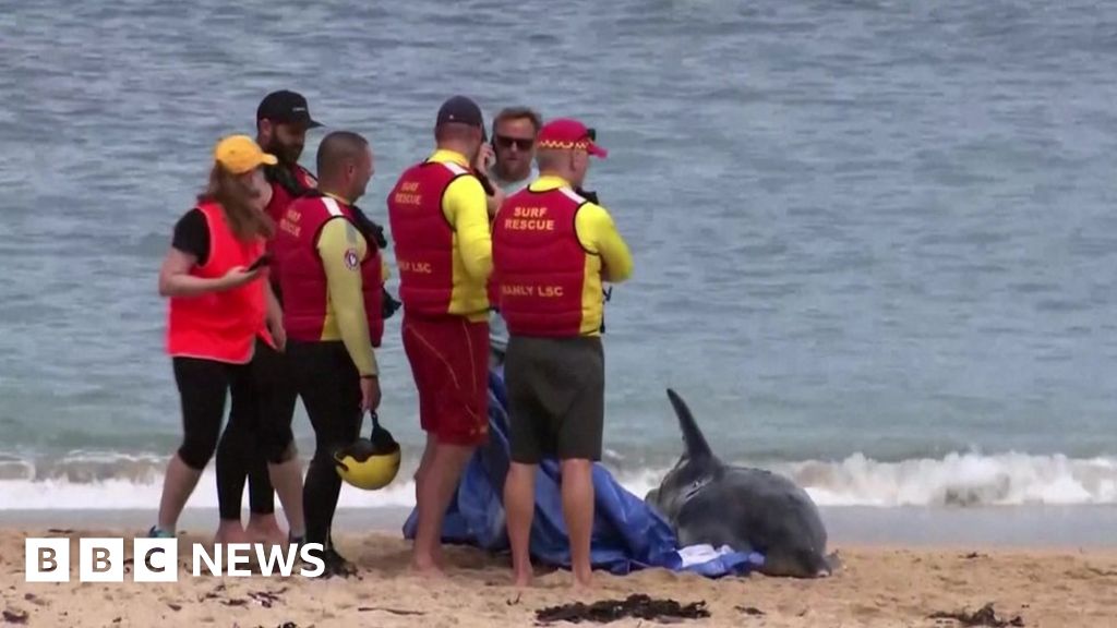 Shark attack on dolphin in Sydney closes popular beaches