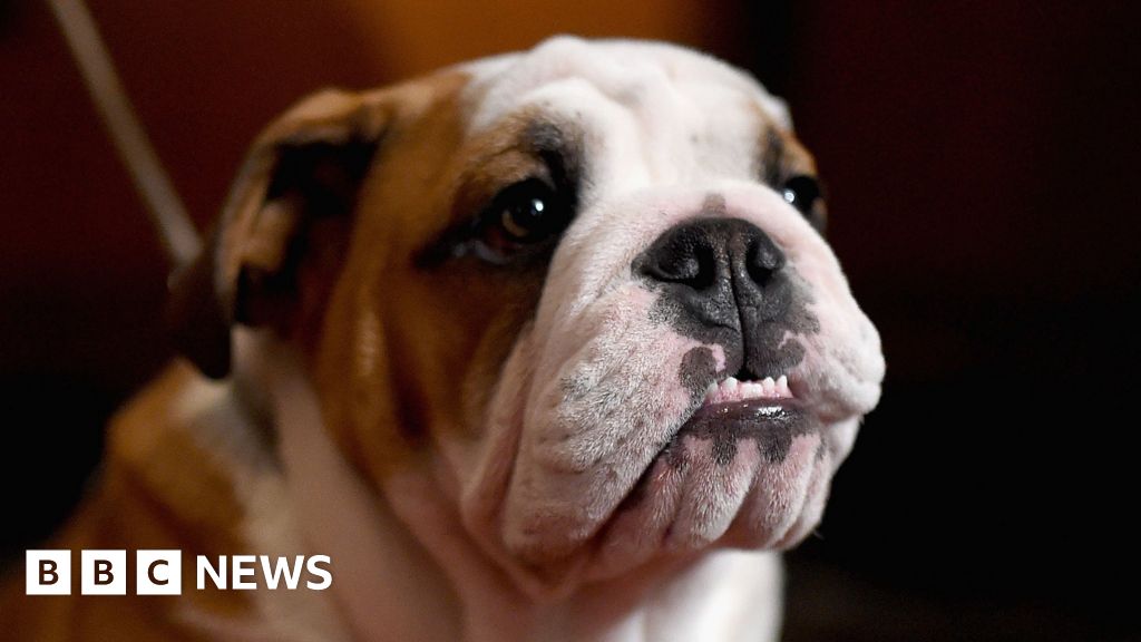 Bulldogs are prone to health problems. Is breeding them cruel? : NPR
