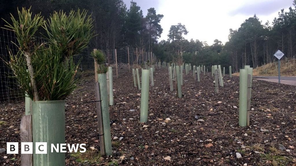 The drive to stop plastic pollution growing in new forests