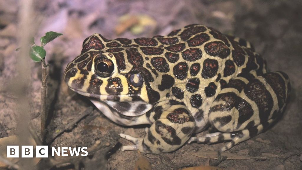 Ils révèlent la vie sexuelle d’une rare grenouille à « imprimé léopard »