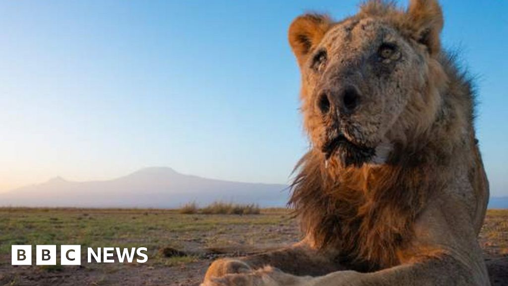 Дивият лъв Лонкиту, едно от най-старите животни в света, беше убит в Кения