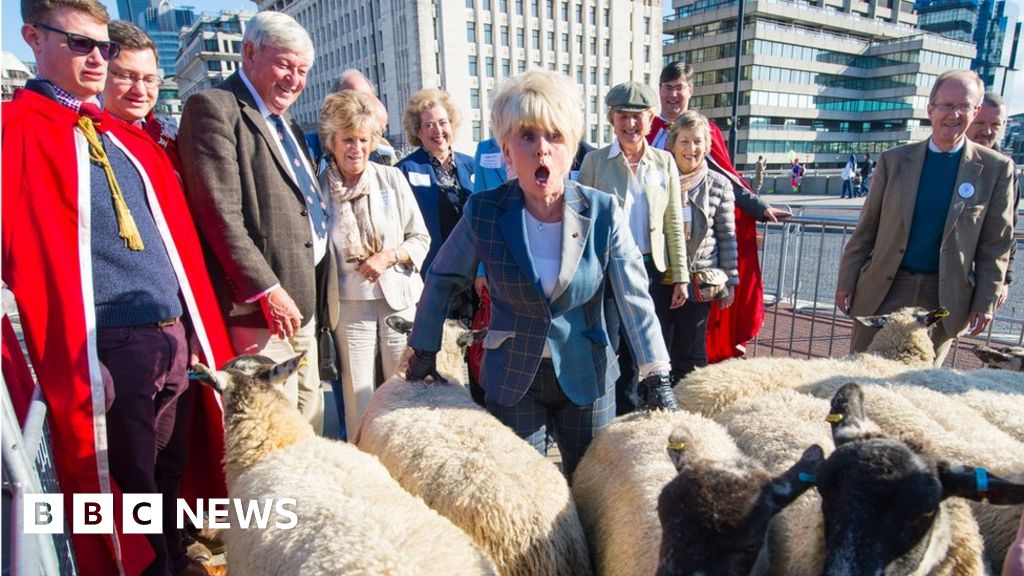 Barbara Windsor Herds Sheep Over London Bridge For Charity - Bbc News