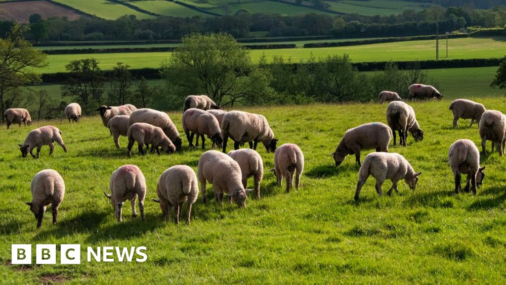 Mark Drakeford: ‘Puzzle’ that farmers can’t grow trees