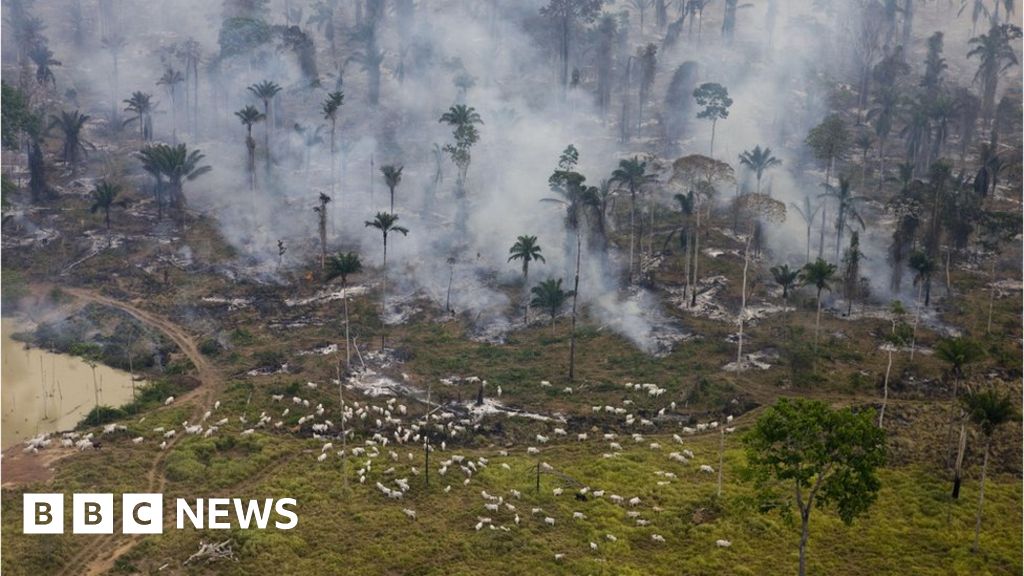 UK supermarkets warn Brazil over Amazon land bill