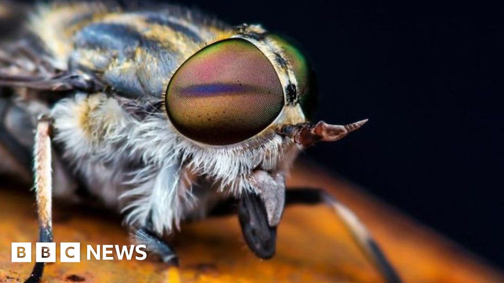 Horsefly season How to avoid being bitten BBC News