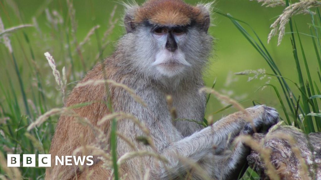 Woburn Safari Park fire: Thirteen patas monkeys killed - BBC News