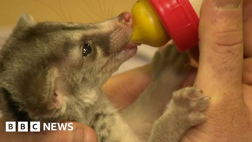 Newquay Zoo handrears endangered baby Owston's civet BBC News(02)