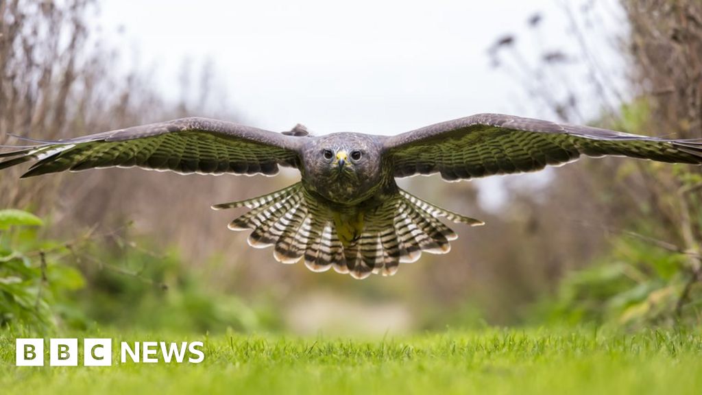 Buzzard attack leaves runner with six holes in his head