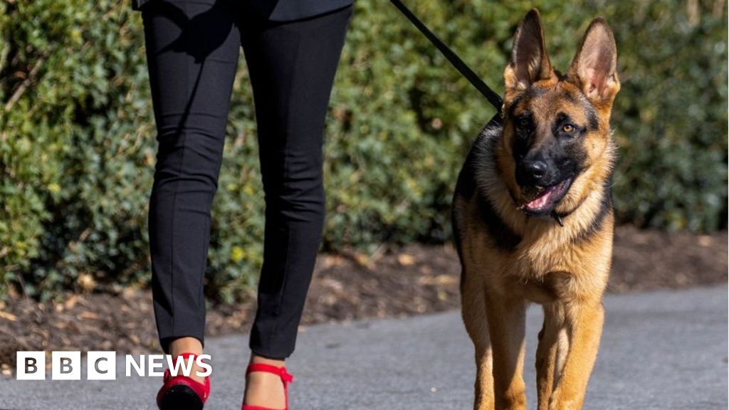 Кучето на семейство Байдън, Commander, беше преместено от Белия дом