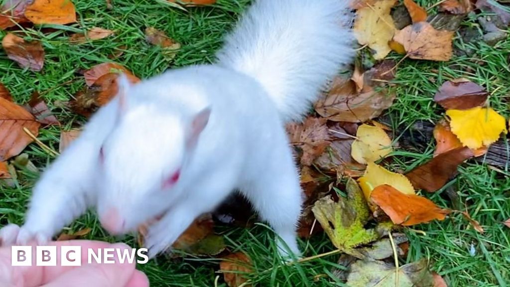 White squirrel 'hotspots' investigated in Sussex