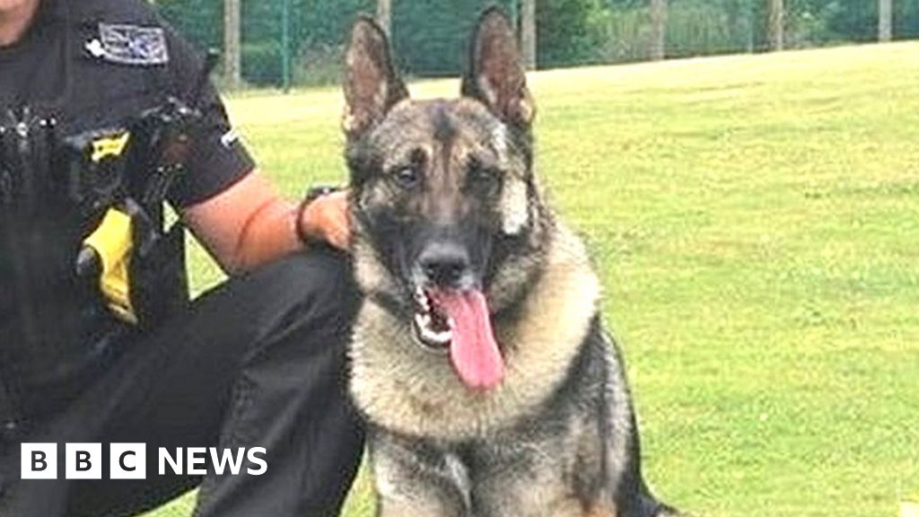 Man who stabbed police dog in Stoke-on-Trent jailed under new law - BBC ...