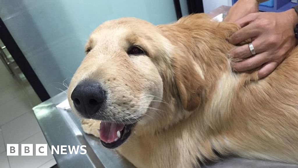 Dog In Thailand Appears To Smile After Being Stung By A Wasp BBC News