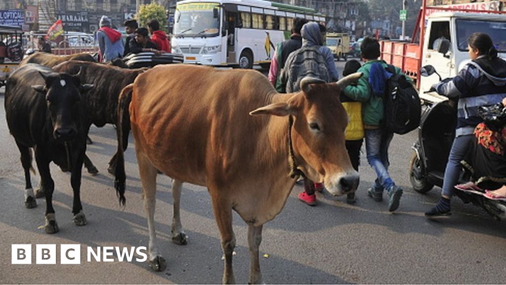 Gujarat stray cattle: India man jailed for letting cows roam streets