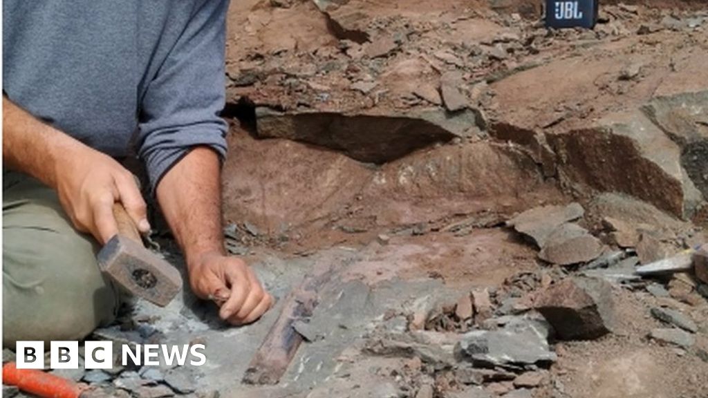 Megaraptor: Fossils of 10m-long dinosaur found in Argentina