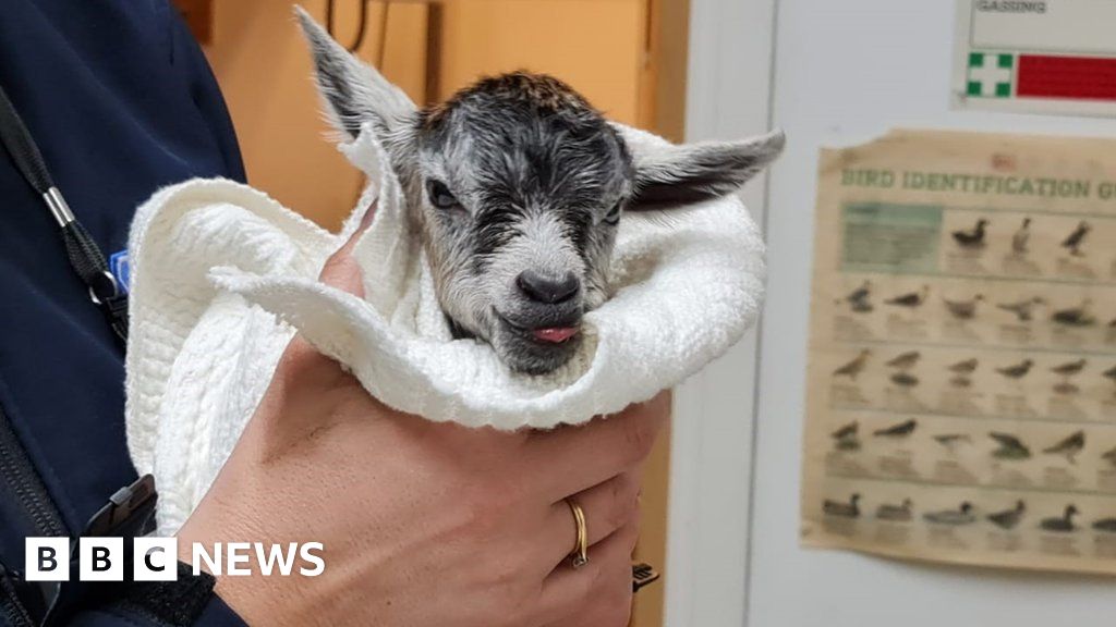 Newborn goat found abandoned on Essex industrial estate - BBC News