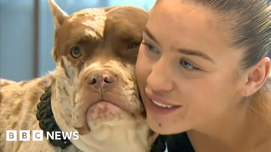 Essex family reunited with stolen dog after online appeal - BBC News