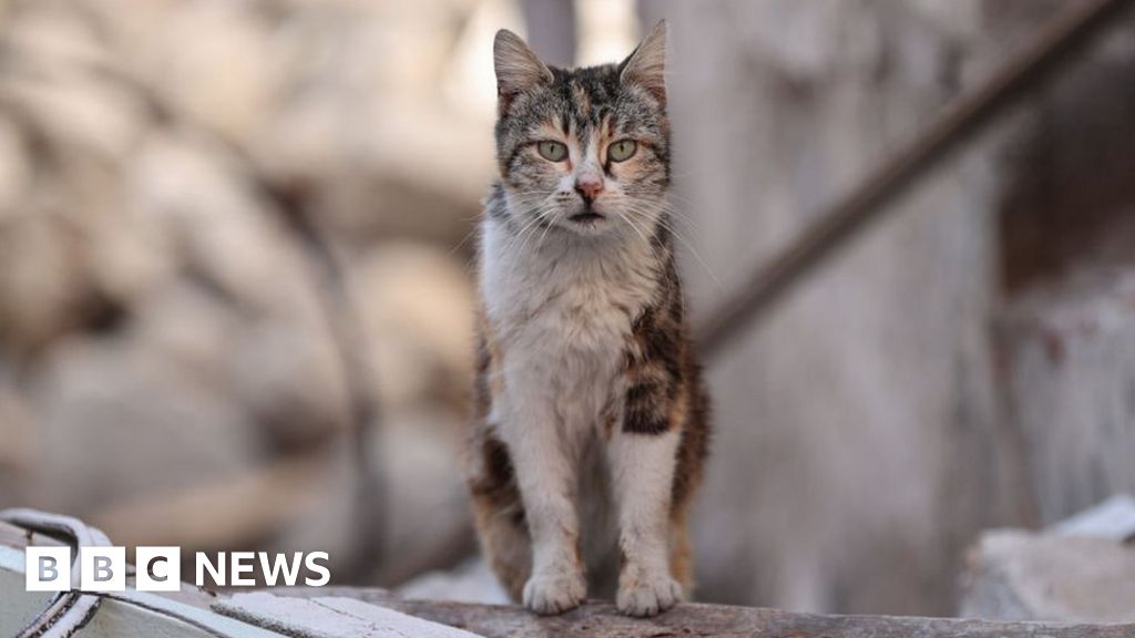 New Zealand cat killing competition for children axed after backlash