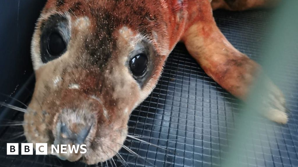 Spurn Point seal pup mauled and injured by dog