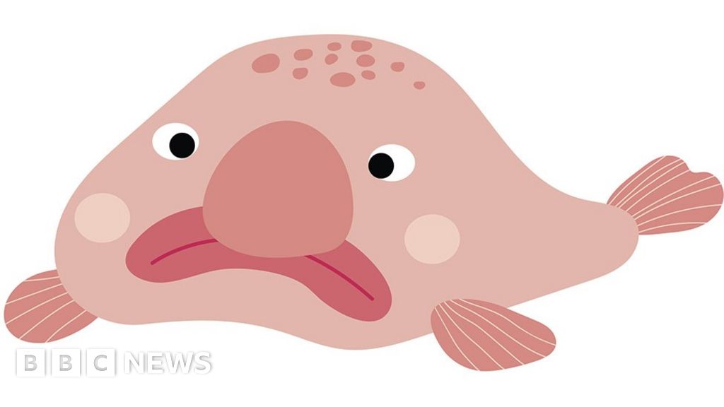 Blobfish: Facts about the world's ugliest animal - BBC Science