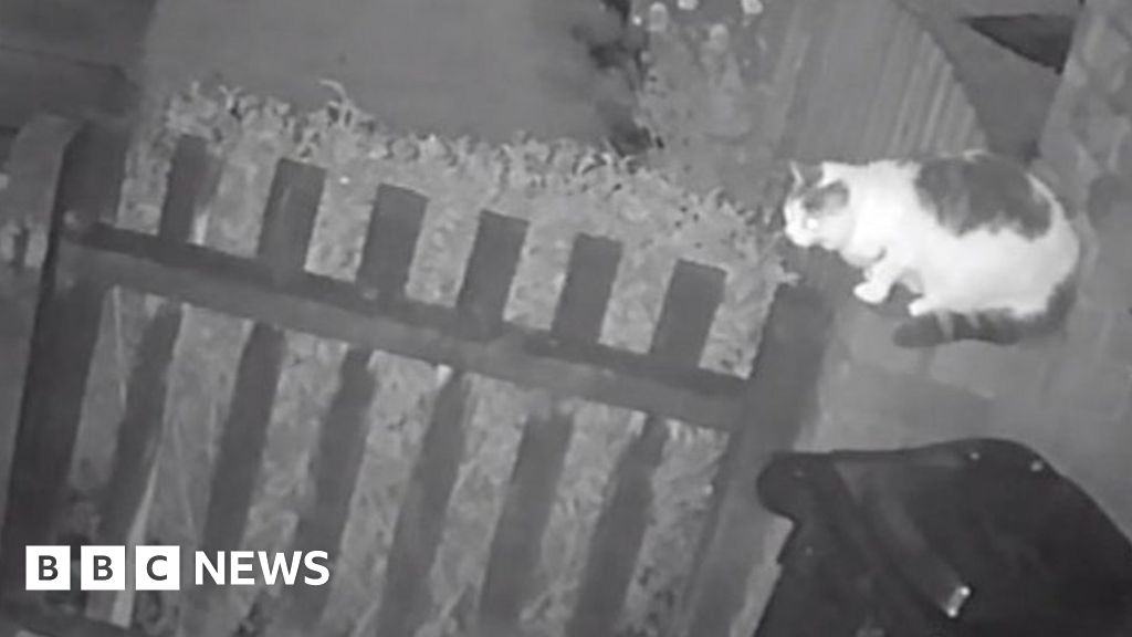 Man charged after cat mauled to death by dog in Walsall
