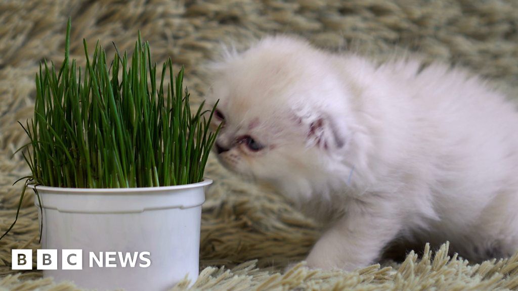 Animal Welfare Is It Safe For Cats To Be Vegan Bbc News