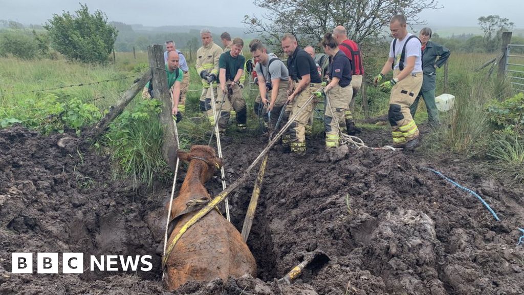 Llanwrtyd Wells dairy cow pulled free from bog