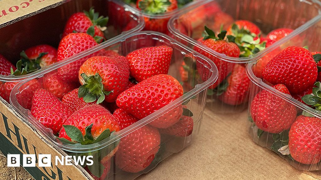 Why Strawberry Experts Are Hoping To Serve Up An Ace c News