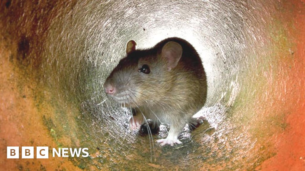City growth favours animals 'more likely to carry disease' - BBC News