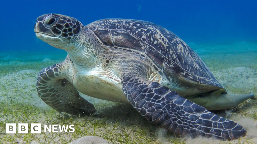 Secret communication of sea animals discovered - BBC News