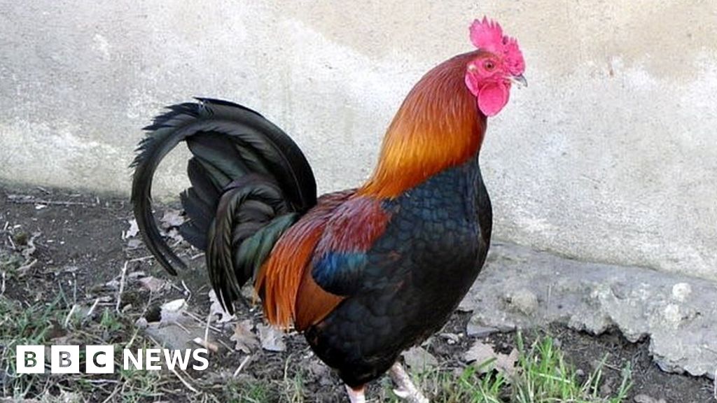 Blackpool couple prosecuted over 'nightmare' noisy cockerels BBC News