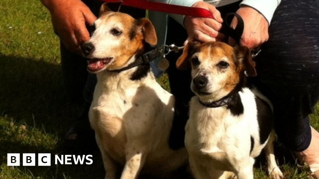 Stolen dog reunited with owners after seven years BBC News