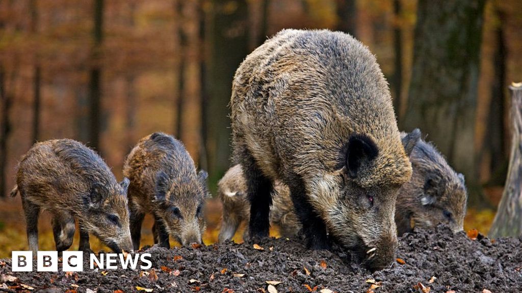 Investigation ordered after police kill wild boar family in Rome park