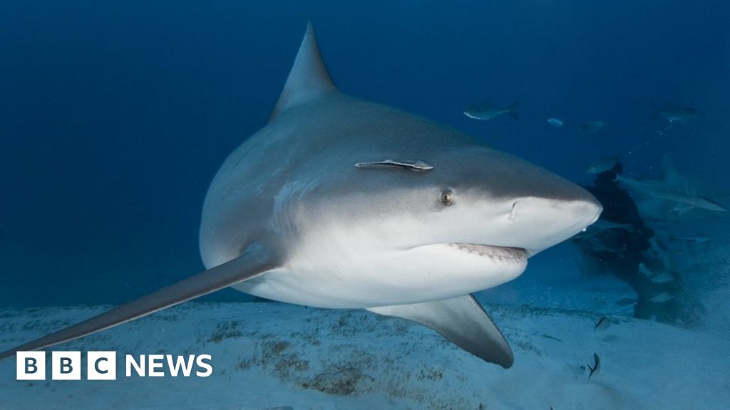 pregnant-woman-saves-husband-from-shark
